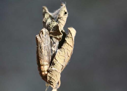 Zerynthia rumina
