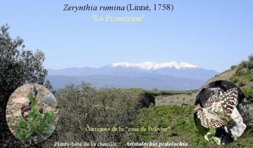 Zerynthia rumina