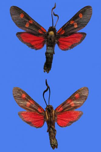 Zygaena filipendulae