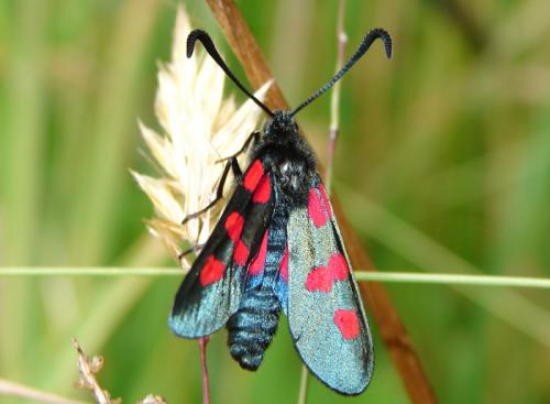 Réf. 41 655 : Zygaena trifolii