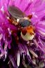 41377 – Photo : Bruno Gilquin – France (08)