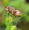 41178 – Photo : Christine DEVILLERS – Belgique