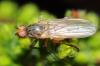 41180 – Photo : Christine DEVILLERS – Belgique