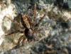 41411 – Photo : Franck Buron – France (49)