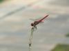 41638 – Photo : Pierre Tillier – Inde