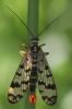 41307 – Photo : Arthropa - Benoit Martha – France (63)