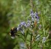 41656 – Photo : Dominique Bataille – France (34)