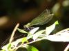 41449 – Photo : Odo_nata – France (36)