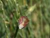 41446 – Photo : Mael Garrin – France (48)