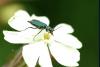 41843 – Photo : Michel Renou – France (91)