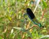 41546 – Photo : Ch'Co – France (07)