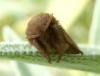Triodia sylvina