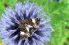 41586 – Photo : deedee – France (89)