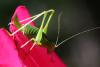 41284 – Photo : Liboupat – France (05)