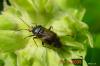 41859 – Photo : Jean-Louis Romand – France (25)