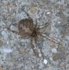 41081 – Photo : roy – France (85)