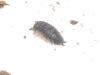 41643 – Photo : David Guedon – France (76)