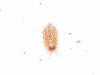 41559 – Photo : David Guedon – France (76)