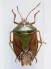 41549 – Photo : Streito Jean-Claude – Guadeloupe