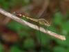 41068 – Photo : Vincent Nicolas – France (00)