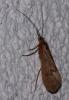 41582 – Photo : Picq Christophe – France (86)