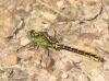41336 – Photo : Entomodunord – France (37)