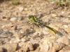 41337 – Photo : Entomodunord – France (37)