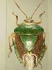 41175 – Photo : Streito Jean-Claude – Guadeloupe