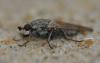 41299 – Photo : Christine DEVILLERS – Belgique