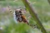 41344 – Photo : Jules d'Oc – France (48)