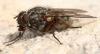 Phaonia tuguriorum