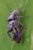 41319 – Photo : Matthieu Marchand – Réunion (La)