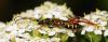 41581 – Photo : Vincent Lefebvre – France (91)