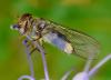 41724 – Photo : Jean Luc Kerveadou – France (29)
