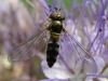41790 – Photo : Jean Luc Kerveadou – France (29)