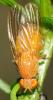 41886 – Photo : Christine DEVILLERS – Belgique