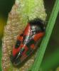 41170 – Photo : Christine DEVILLERS – Belgique
