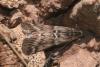 41486 – Photo : LUIS J. GARCIA – Espagne