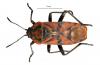 41351 – Photo : J.-H. Yvinec – Libye