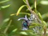 41654 – Photo : Dominique Bataille – France (34)