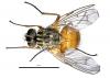 Phaonia subventa