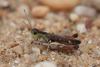 41846 – Photo : michel Clemot – France (85)