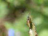 41424 – Photo : Mael Garrin – France (56)