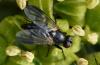 41008 – Photo : Jean Luc Kerveadou – France (29)