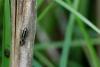41839 – Photo : Philippe Vallet – France (73)