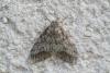 41009 – Photo : michel Clemot – France (85)
