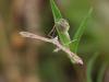 41126 – Photo : Mael Garrin – France (46)