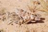 41765 – Photo : A Foucart – Mauritanie