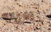 41764 – Photo : A Foucart – Mauritanie