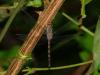 41069 – Photo : Vincent Nicolas – France (00)